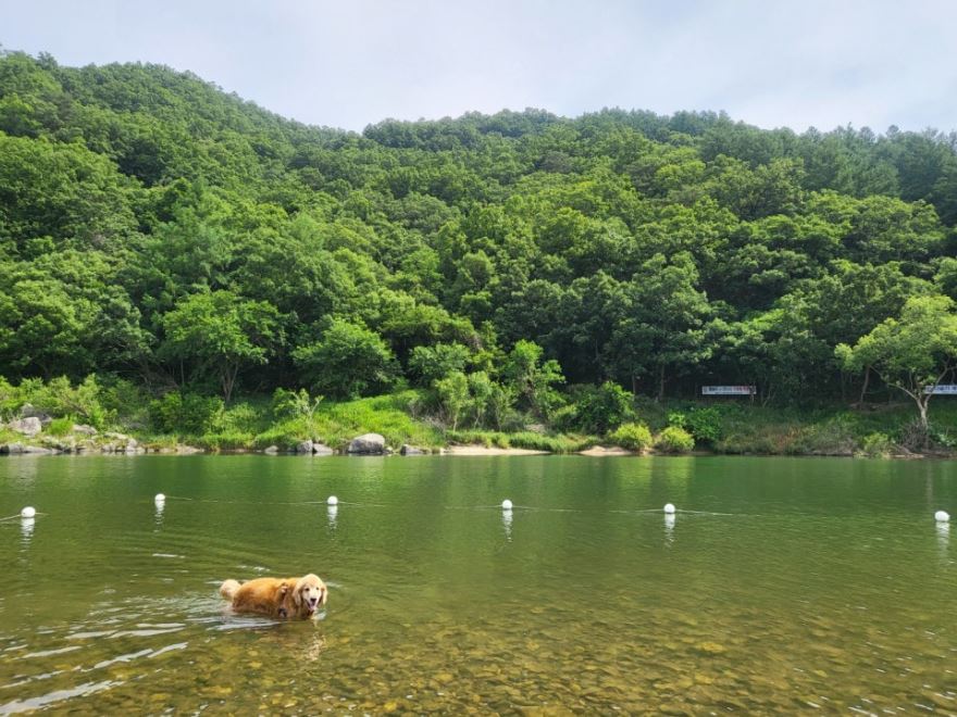 홍천강